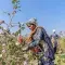 A photo of an Indian farmer picking cotton in a field, with two more farmers and the field stretching into the background. 