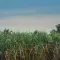 Sugar cane field © Pexels