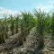 Low rows of partly-harvested sugarcane beneath a pale blue sky with white clouds © Pexels
