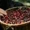 Basket of freshly picked coffee beans with a hand on the side