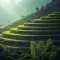 Scenic view of sunlight radiating off a rice paddy