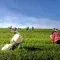 Group of people farming in a green field with blue sky © Pexels