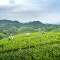Women harvesting green tea in Vietnam against a cloudy sky