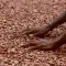 Hands sorting cocoa beans