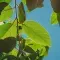 Green leaves casting shadows against a blue sky © Unsplash