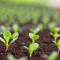 Sprouts coming out of the soil