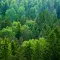 Green forest seen from above