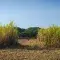 Walking through cane field with a blue sky © Joe Woodruff for Bonsucro