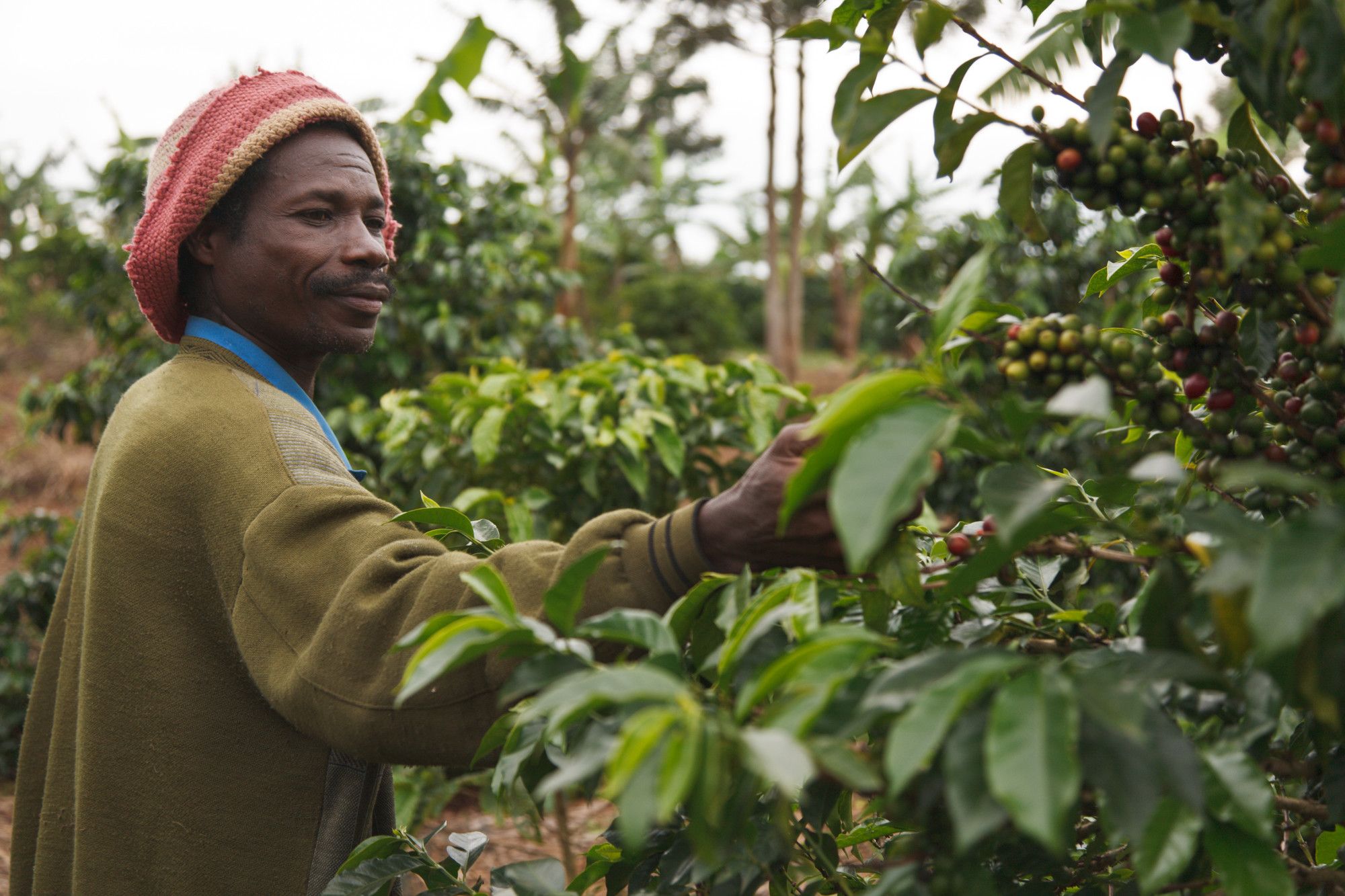 Coffee beans &copy; Nathalie Bertrams, Fairtrade International